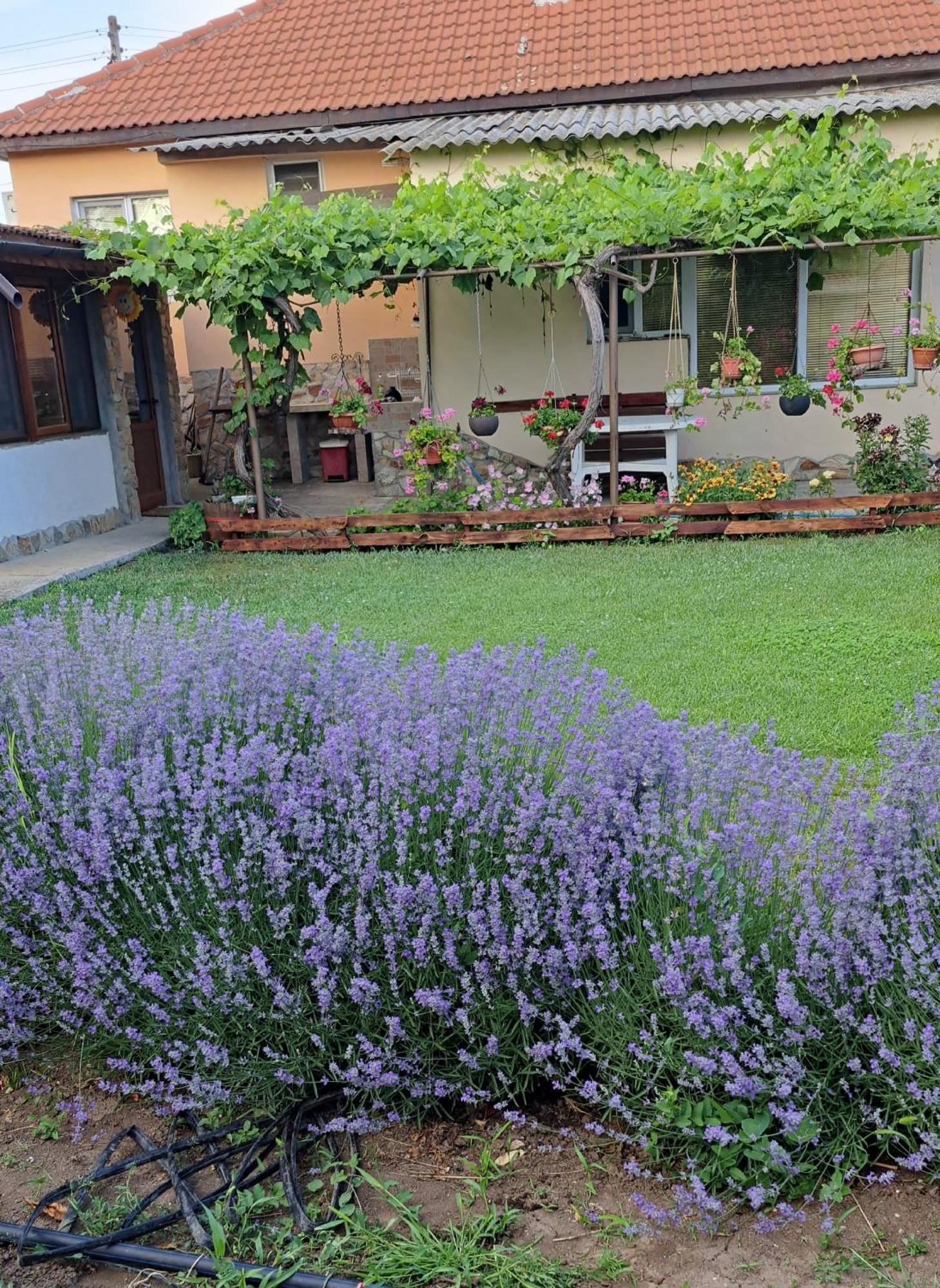 שבלה Guest House Sunrise מראה חיצוני תמונה